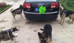 警犬交配视频,见证忠诚与生命的传承