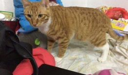 橘猫视频,治愈系萌宠瞬间，萌化你的心