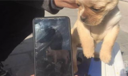 人与狗视频,温馨情感共鸣