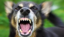 人狗交视频,温馨治愈的日常片段